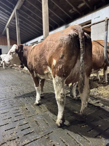 Fleckviehzuchtkuh aus dem Betrieb Moitzi in Obdach