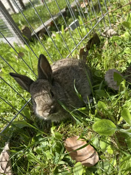 Zwergkaninchen