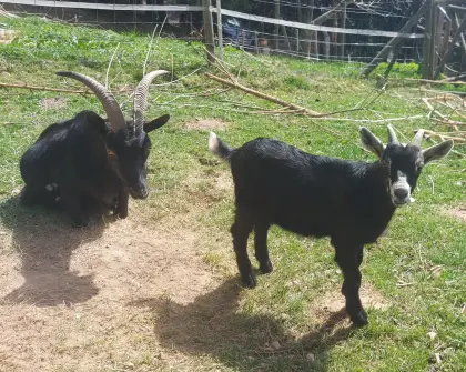 Bockkitz schwarz Jungbock Ziegenbock