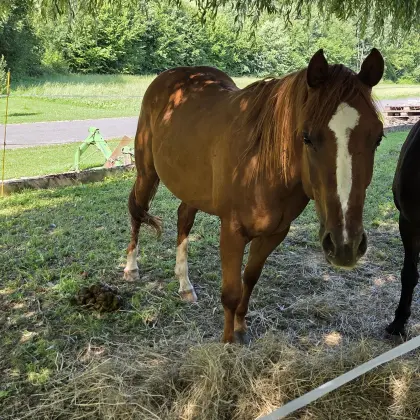 Hübsche Quarterstute