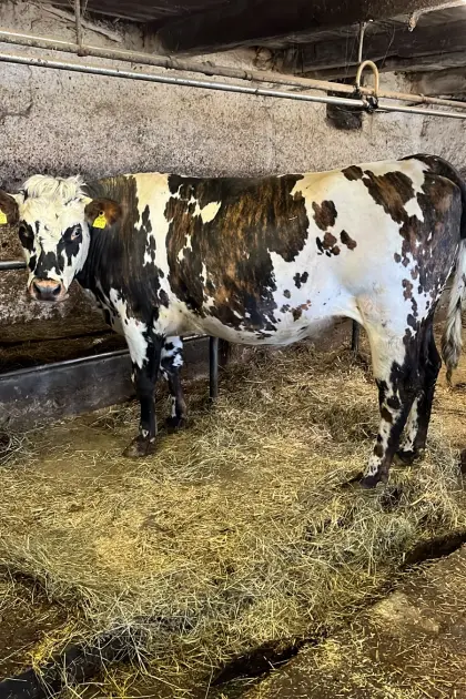 Trächtige Normande Kalbinnen