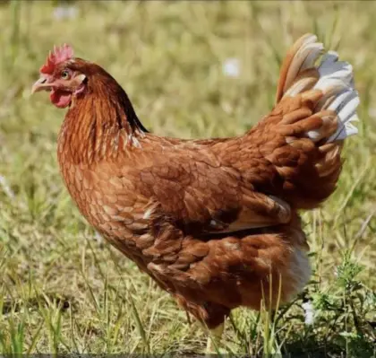 Legehennen 1-jährig