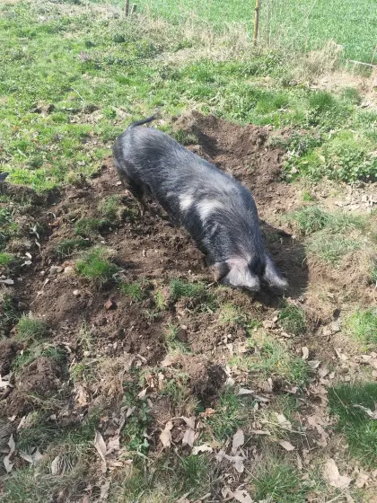 Reinrassige Berkshire Sau