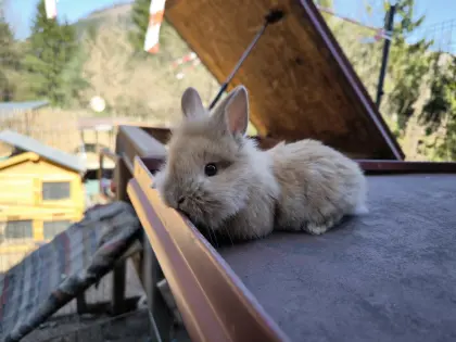Verschiedene Kaninchen