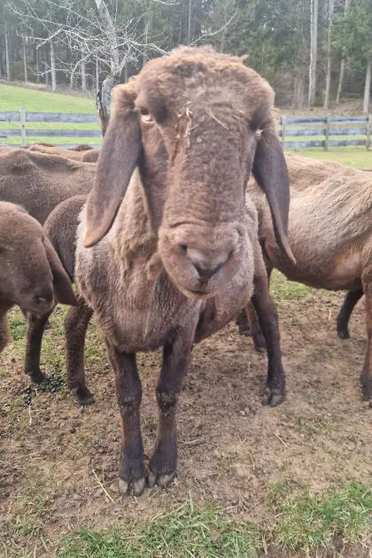 Trächtige Braune Bergschafe