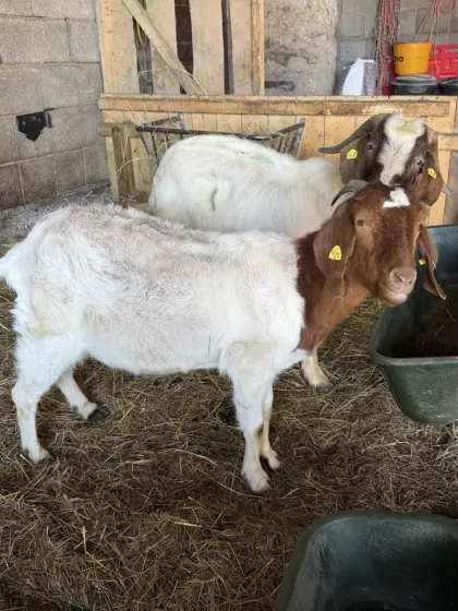 2 ältere Ziegen