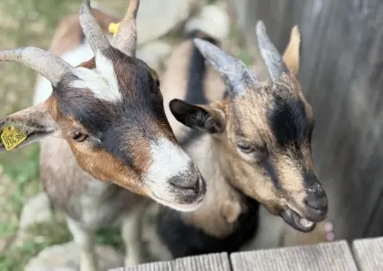Zwergziegen und Quessantschafe zur Abgabe