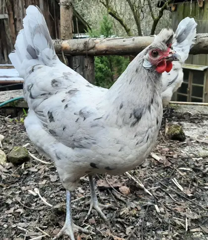 Appenzeller Spitzhauben Junghennen