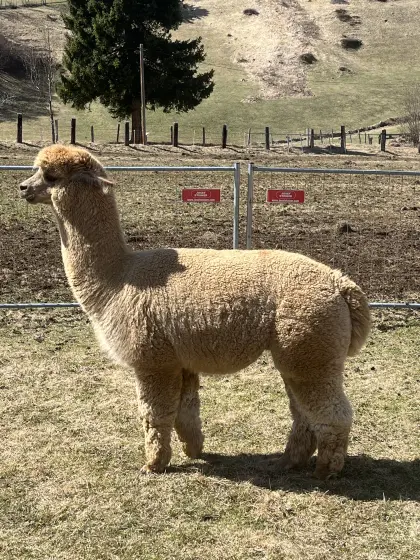 Alpaka