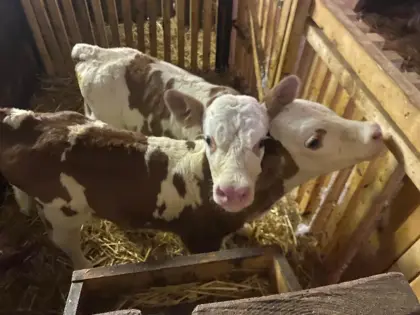 Fleckvieh Stier Kälber