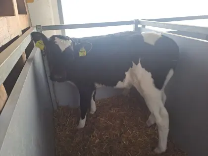 Holstein Stierkälber