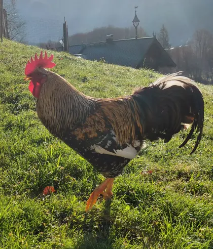 Hahn der Rasse Schwedisches Blumenhuhn
