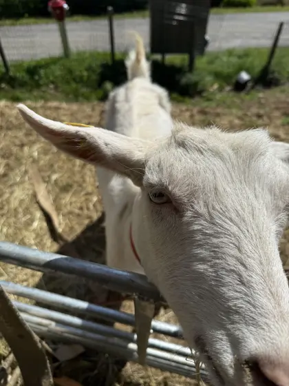 Bio Saanenziegen Ziegen