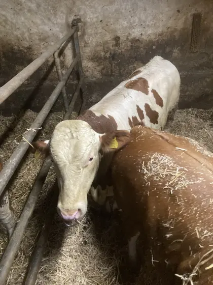 Fleckvieh Zuchtstier