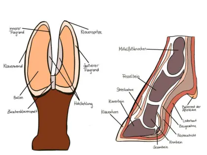 Klauenpflege Ziegen/Schafe
