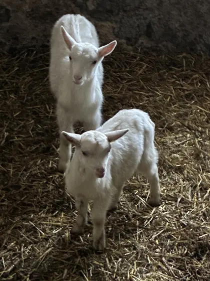 Ziegenkitze weiblich