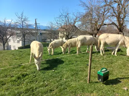 Barockesel Hengst gesucht