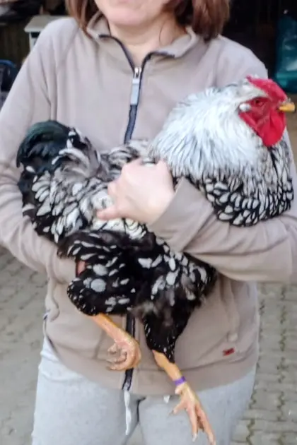 Bruteier Wyandotten schwarz-silber ges.