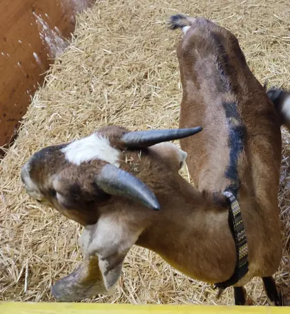 Anglo Nubier Ziege