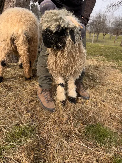BIO Walliser Schwarznasen weiblich