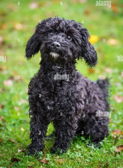 Puli Terrier Mischlinge ab August zu vergeben