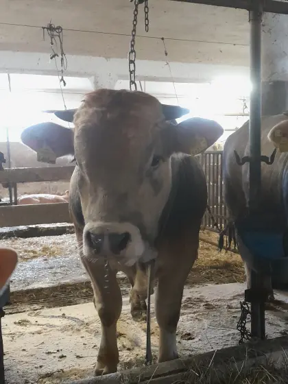 Murbodner Zuchtstier