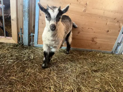 Passeirer Gebirgsziegenbockkitz