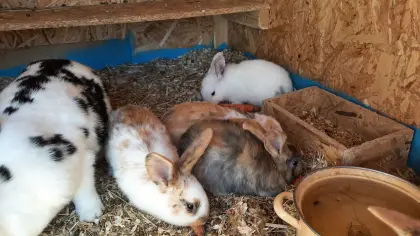 Scheck Tricolor Mix Kaninchen