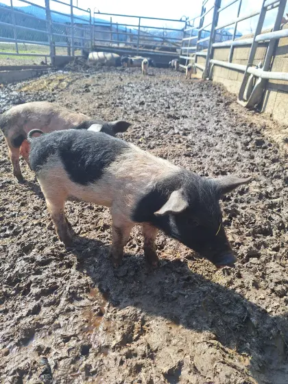 Schwäbisch-Hällische Bio-Ferkel