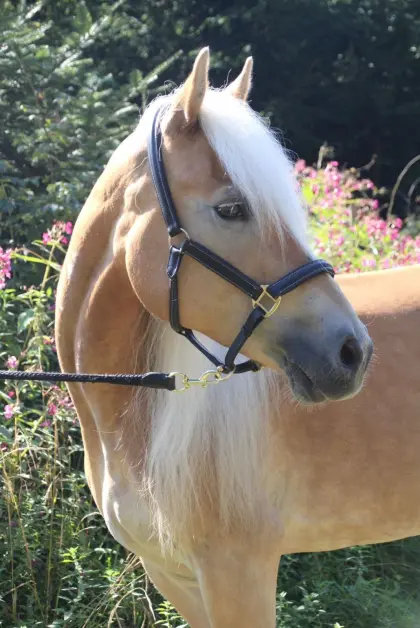 Tiroler Haflingerstute - "tragend"