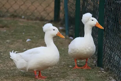 Suche Landenten, Zwergenten, Laufenten