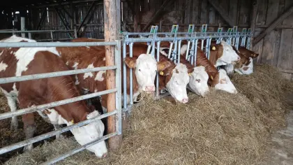 Bio Kalbinnen hochträchtig