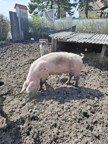 Verkaufe Zuchtsau tragend zum 2. Mal