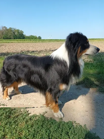 Deckrüde Australian Shepherd mit FCI Ahnentafel