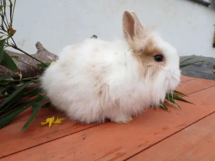 Vergebe Zwerglöwenkopf mindestens paarweise (Kastrat+Häsin)