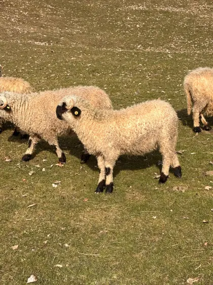 BIO Walliser Schwarznasen weiblich
