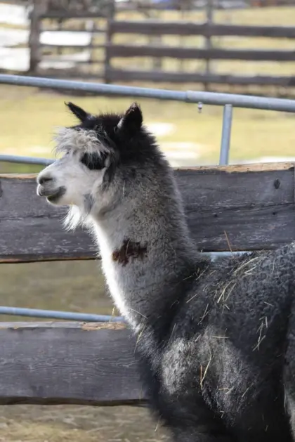 Alpakahengst T Jerry