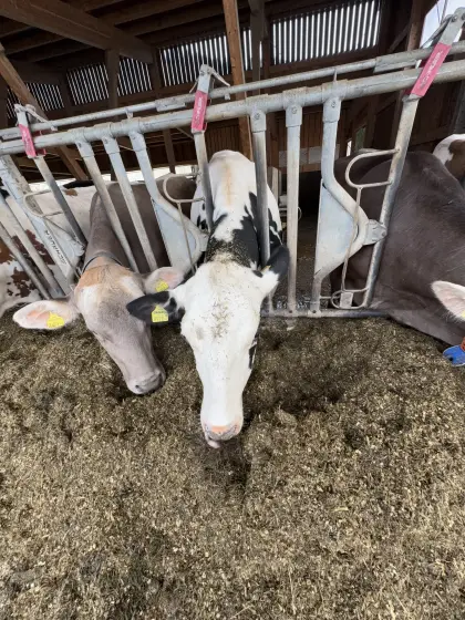 Verkaufe Holsteinkalbin