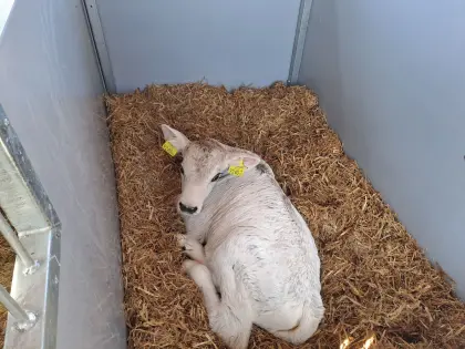 Stierkälber zu verkaufen