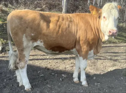 Zuchtkalbin, Kalbin, Fleckvieh, FL