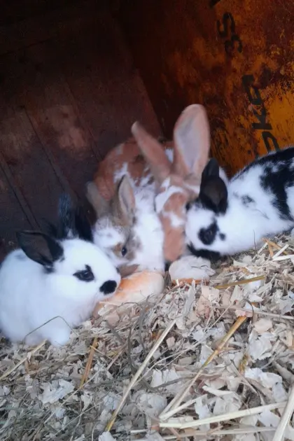 Deutsche Riesenhasen