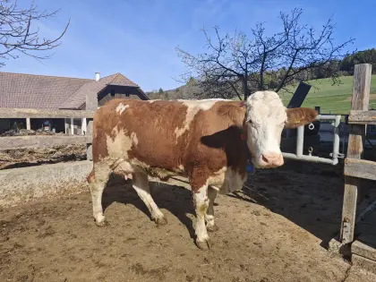 BIO Fleckvieh Jungkuh