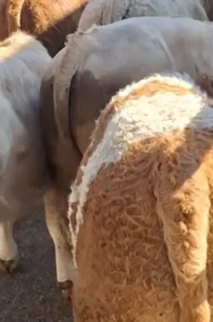 Suchen Partnerbetriebe!