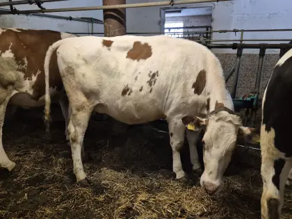 Hochträchtige RF Kalbin