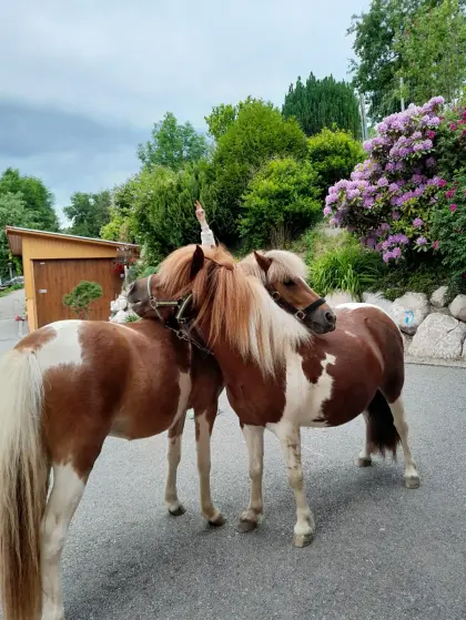 2 Ponys abzugeben
