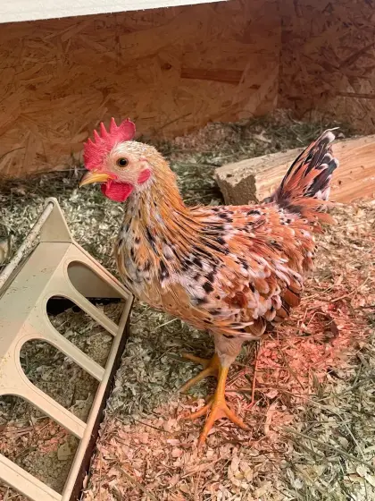 Bayerische Landzwerge