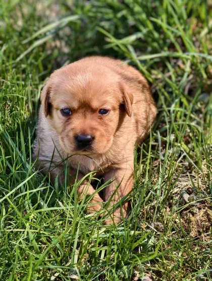 Labrador-Welpen mit Ahnentafel