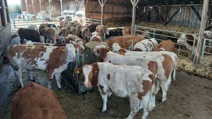 BIO Kälbinnen hochträchtig