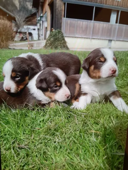 Appenzeller Sennenhunde Welpen