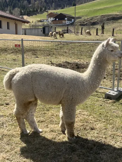 Alpaka Zuchthengst